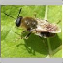 Stratiomys longicornis - Waffenfliege m01.jpg